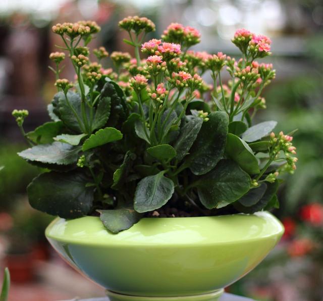 迎客松的寓意是什么，门口迎客松的寓意是什么（不知道给老人送什么礼物）