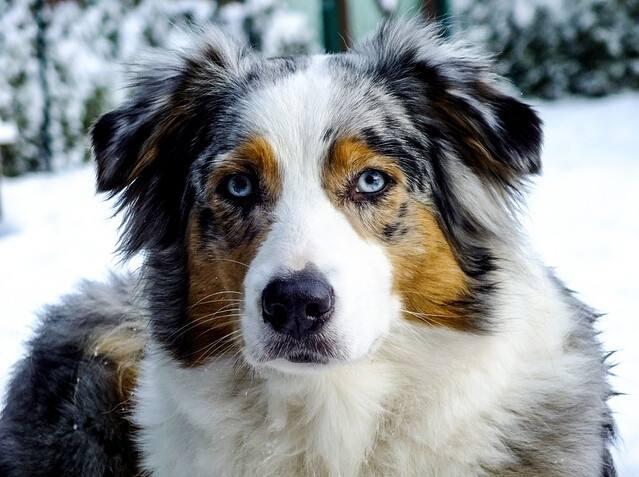 德国牧羊犬是柯利犬种吗，原来牧羊犬有很多种