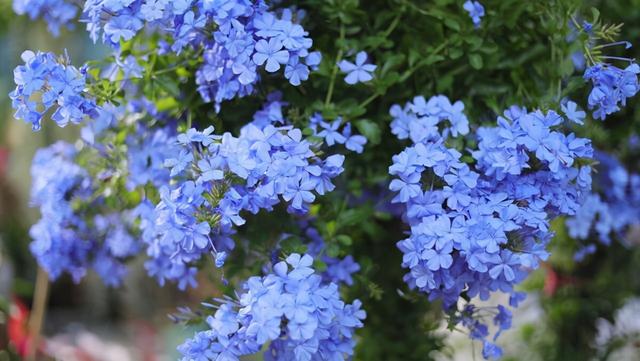 什么花是蓝色的，什么花是淡蓝色的（夏季种花就得选“清凉花”）