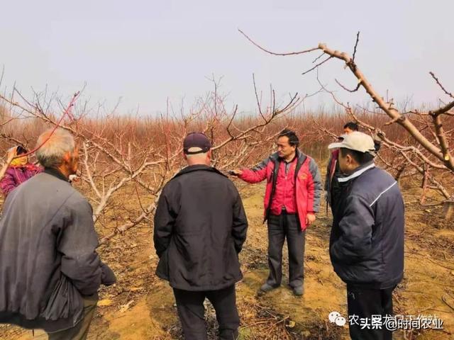 桃树在春天怎么剪枝，春季桃树实地修剪指导实例