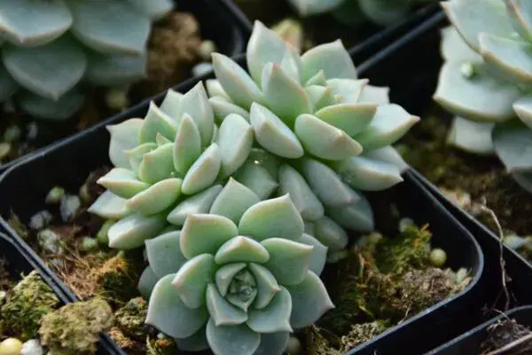 白牡丹多肉的养殖方法 白牡丹多肉优缺点 百花控