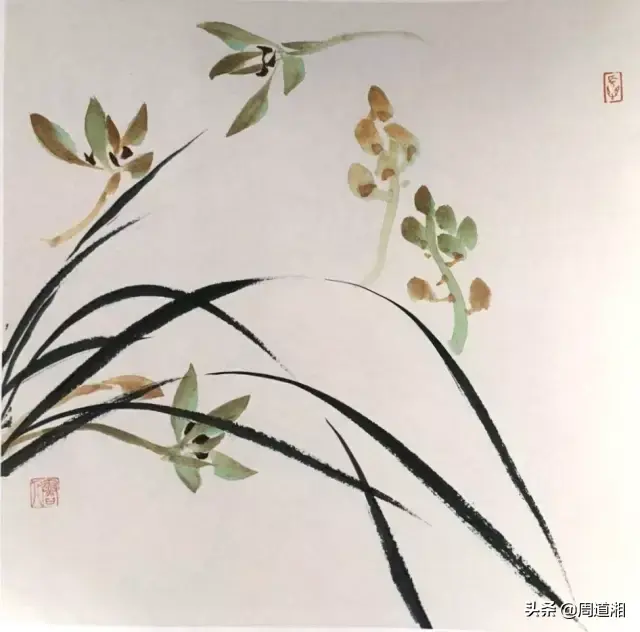 草的简笔画怎么画，猪笼草的简笔画怎么画（兰草的画法）