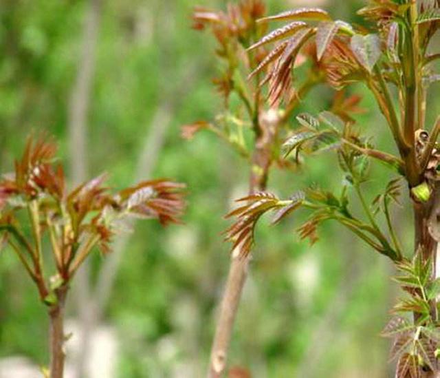 香椿是什么，香椿是什么植物（果实作用格外多）