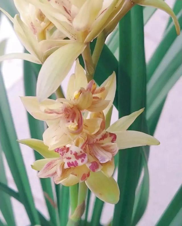 蕙兰五个必养品种，建兰大荷瓣品种（适合普通人养的十款兰花）