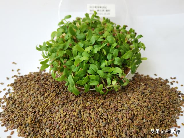 紫云英种子价格，紫云英种子目前价格多少（紫云英国标种子亩用量多少）