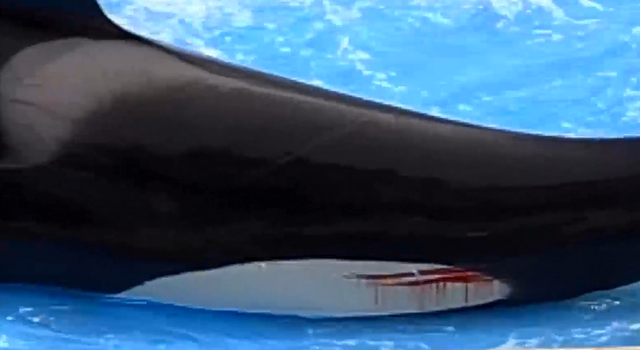 虎鲸为什么叫杀人鲸，虎鲸为什么杀鲸鱼（精彩的表演之下隐藏了怎样的悲剧）