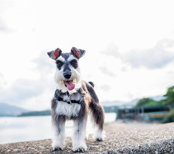 小型荷兰水猎犬多少钱 荷兰犬价格