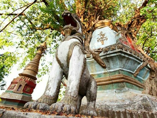 黄葛树和黄桷树的区别，黄葛树（黄葛树图片）