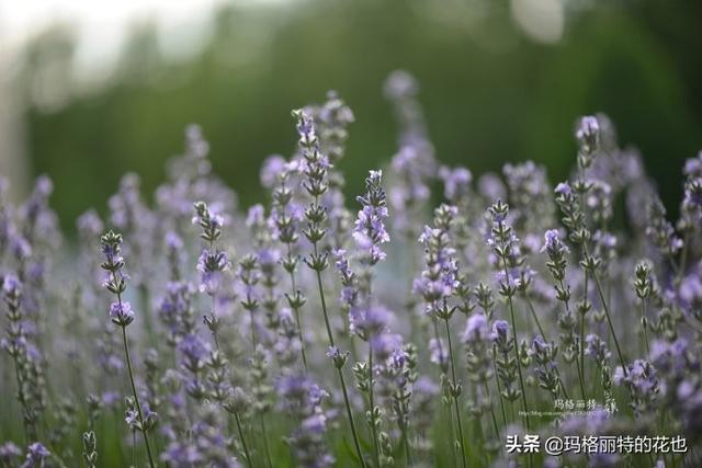 薰衣草如何过冬，薰衣草怎样过冬（西餐料理中常见的几种香草）