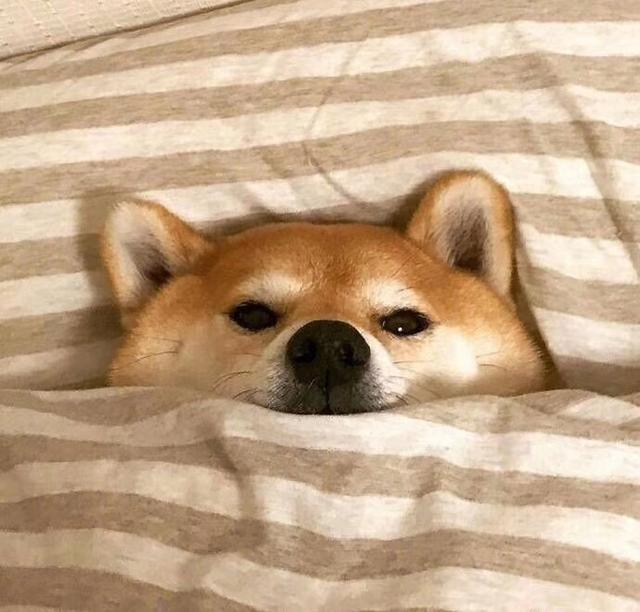 柴犬图片大全可爱，可爱柴犬图（分享一组可爱的柴犬狗狗微信头像）