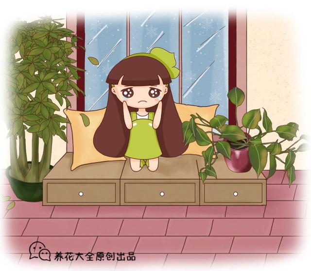 发财树叶子有黄斑是怎么回事，发财树叶子发蔫下垂怎么办（加点淘米水，10天恢复绿油油）