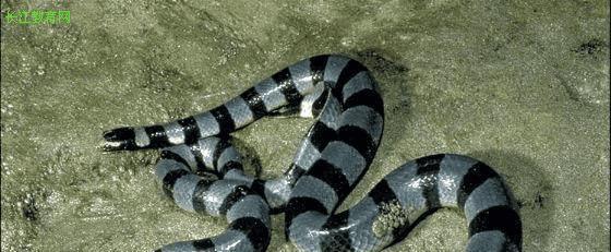 中国十大致命毒蛇，饭铲头粤语什么意思（存在于我国境内十大毒蛇排行）