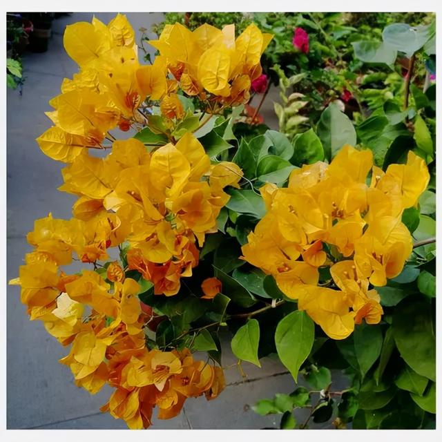 三角梅哪个品种最漂亮好看，三角梅哪个品种最勤开花？花开最美艳