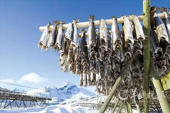 秘鲁渔场位置，秘鲁渔场形成原因是寒暖流交汇吗（是什么让世界超级大渔场变得死寂）