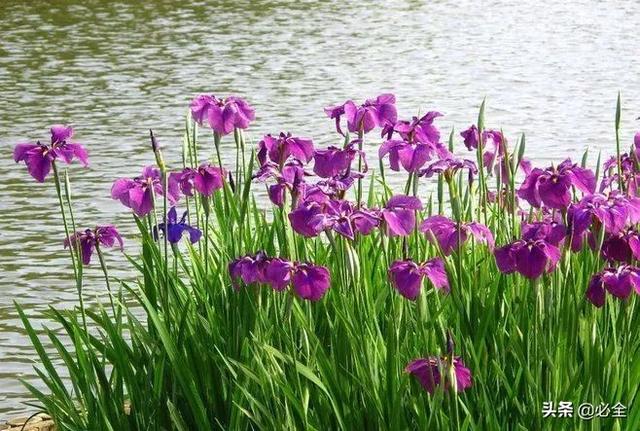 水生植物有哪些，常见的水生植物有哪些（水生植物大全）