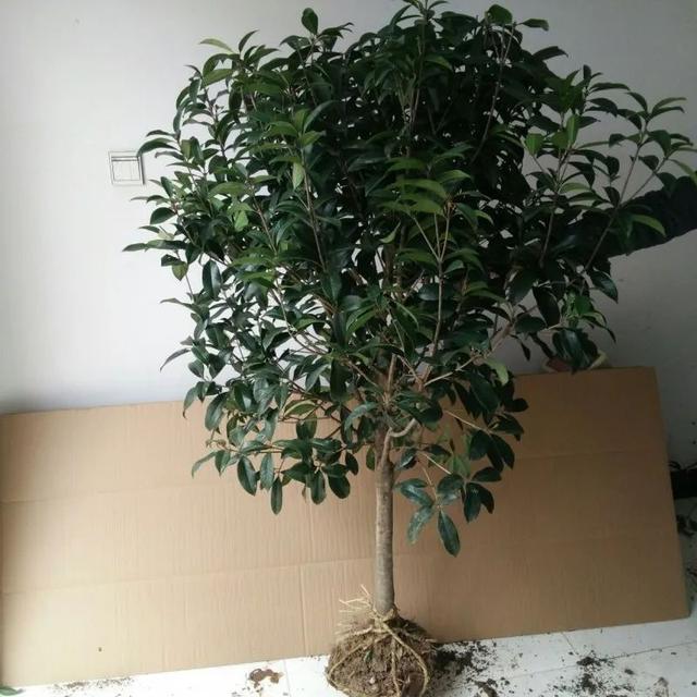 桂花树叶干枯是什么原因，桂花树大量落叶子干枯怎么回事（在家里养桂花盆栽叶子总是会枯萎）