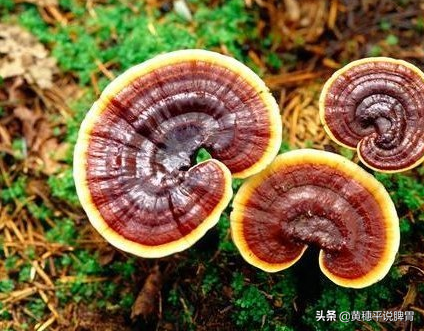 灵芝有几种颜色，灵芝有多少种类（灵芝的五色六类）