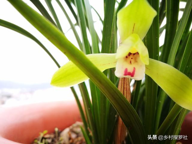兰花几天浇一次水，新手养的兰花多久浇一次水（比磷酸二氢钾效果更好）