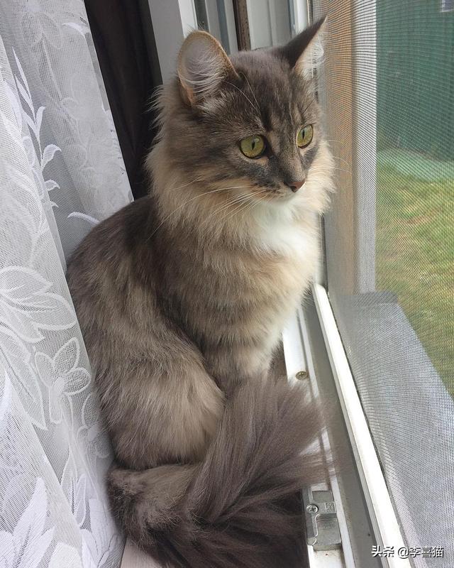 猫有九条命是真的吗，猫有九条命是真的吗蚂蚁庄园答案（铲屎官千万别抱着这种念头来养猫）