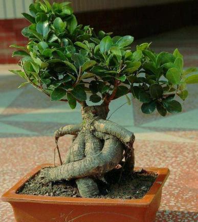 人参出现花叶怎么办，人参出现花叶怎么办呢（原因只是3个不起眼的“小细节”）