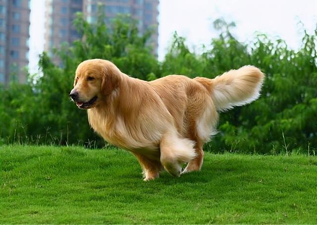 金毛犬怎麼養,飼養金毛犬最正確的方法(怎麼識別金毛犬純不純)