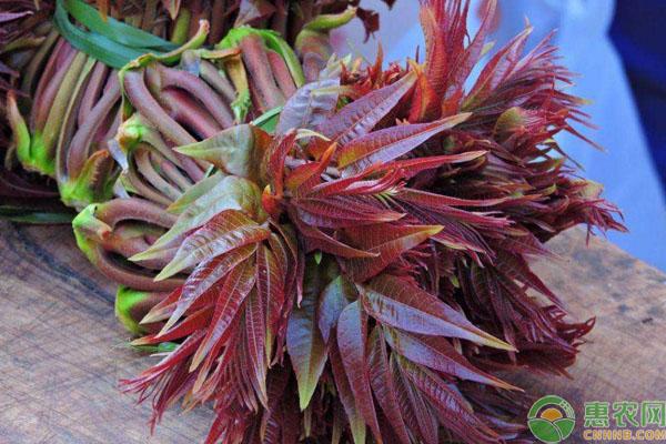 香椿树叶形状像什么，香椿树叶子是什么形状（香椿和臭椿有什么区别）