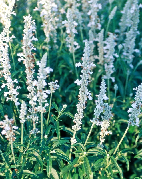 蓝花鼠尾草有几个品种，蓝花鼠尾草有几个品种图片（18种漂亮的鼠尾草）