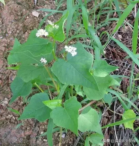 野荞麦根和乌鸡蛋煮，野荞麦根和乌鸡蛋煮水的功效（农业科普：53种野菜）