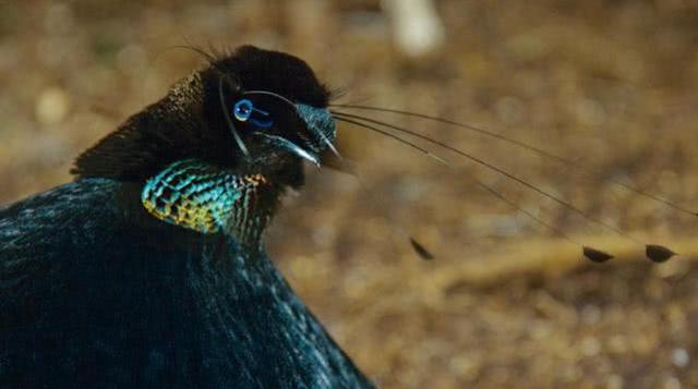 新几内亚天堂鸟，地球上长得极其怪异的6种奇特生物（新几内亚岛——几乎在地球上未被探寻的“失落的世界”）