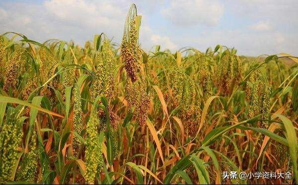 关于蔬菜类的词语，蔬菜的词语有（关于《水果蔬菜+农作物》的好词、好段、百科小知识）