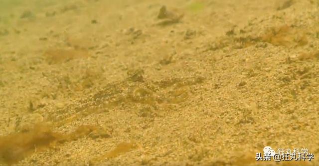 章鱼有几只脚，章鱼有几只脚章章鱼长什么样（它们还是海底的山寨大师）