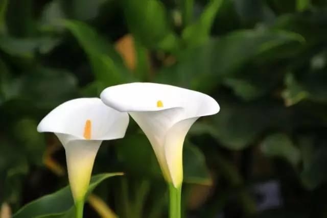 各种花的花语，各种花的花语爱情（史上最全花语大全）