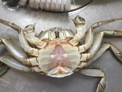 螃蟹怎么挑选，螃蟹怎么挑选才好（否则空壳还白花钱）