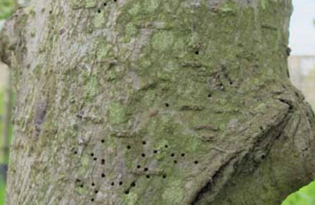 蠹虫是什么，蠹虫是什么样子（揭开针孔背后的秘密——小蠹虫的识别与防治）