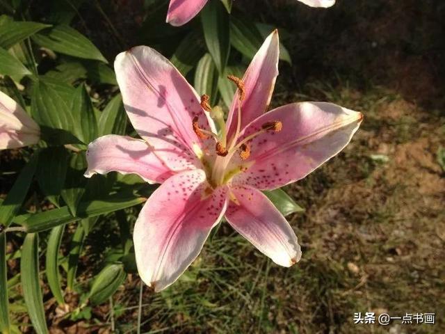 各种颜色百合花的花语和寓意，百合不同颜色的花语代表什么（百合花还分很多品种，你知道不）