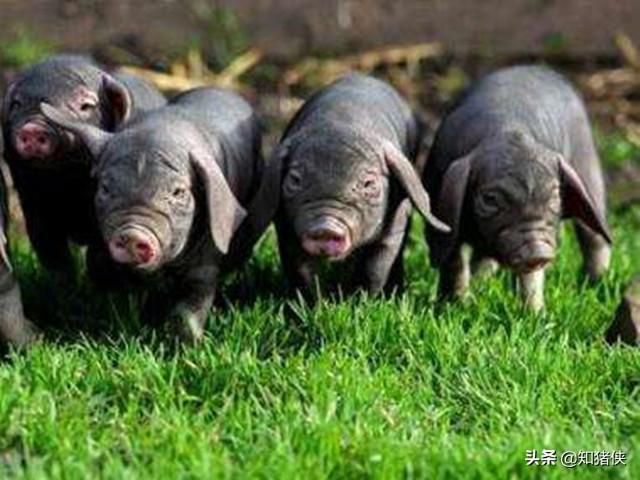 母猪平均产仔数多少，我国这种猪产仔数26头以上