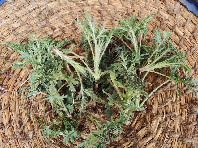 蕖菜的作用药用价值，蕹菜的药用价值（后4种好多人都不知道真名叫什么）