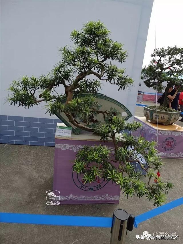 台湾罗汉松，飘逸优雅的海岛罗汉松盆景（台湾罗汉松的养殖方法和注意事项）