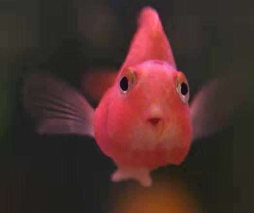 鹦鹉鱼吃什么，鹦鹉鱼一定会达到最好的发色