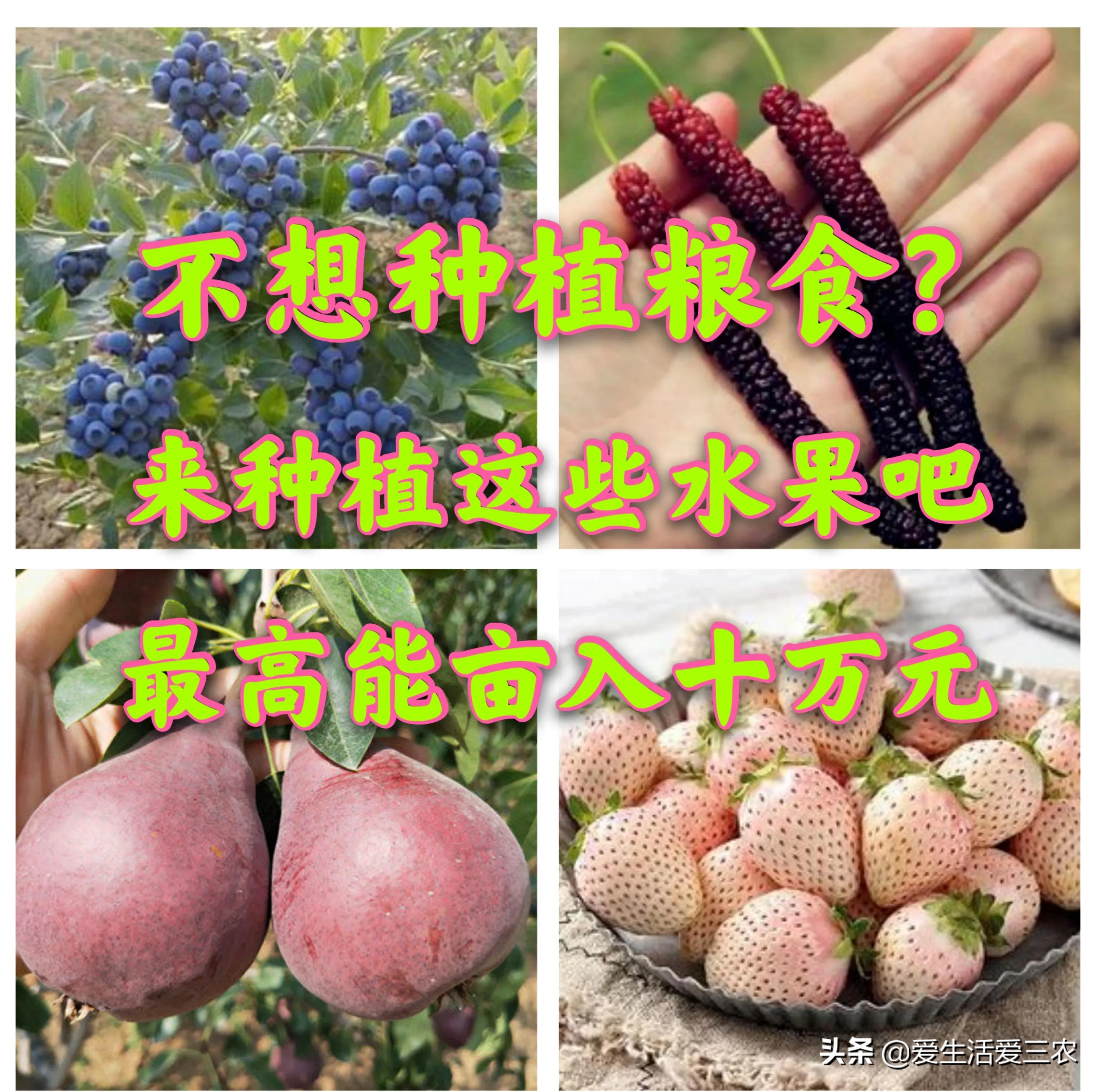 新致富项目种植(种植什么赚钱而简单)