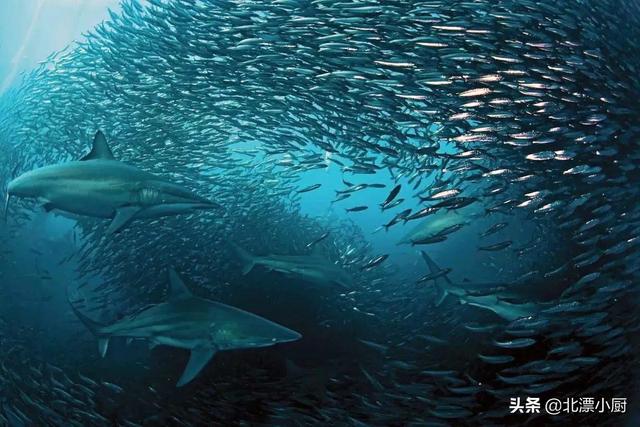 海鱼都有哪些，会吃的人专挑“7种海鱼”（十大最好吃的海鱼）