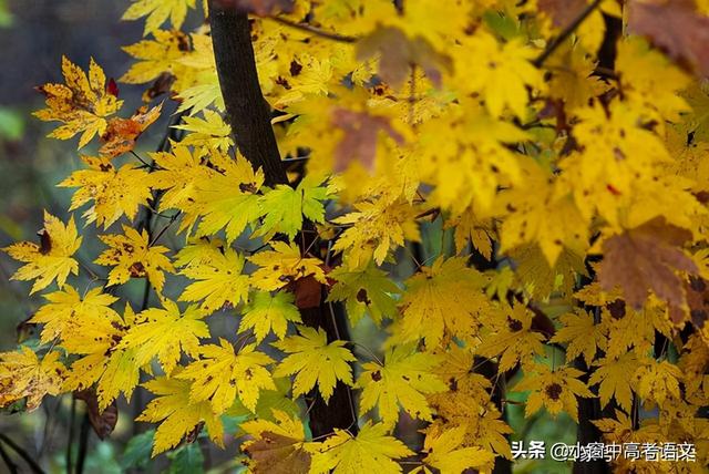 愿伯具言臣之不敢倍德也翻译，愿伯具言,臣之不敢倍德也翻译（120个文言实词汇编：第一辑）