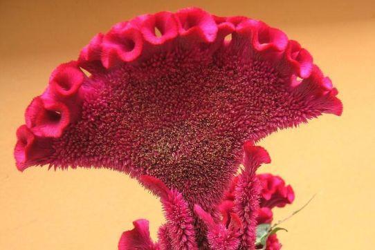 观音莲的花语，观音菩萨与莲花的寓意（守护你的小幸福）