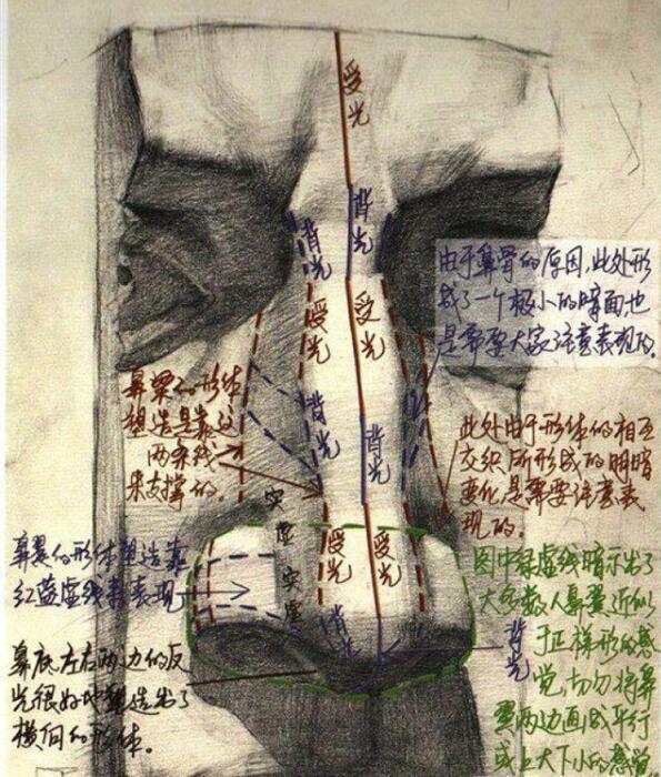 五官有哪些，人的五官准确是哪五官（动漫人物五官的详细画法）