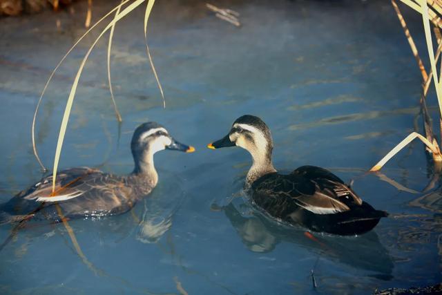 野鸭的种类有哪些，野鸭子有哪几种（TA就是野鸭中最靓的仔）