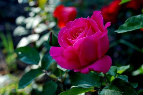 花的由来，玫瑰花的由来（花的名字是怎么来的）