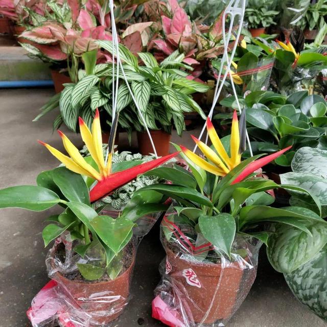 荷花最好看的品种是什么，这花最好看、最好养