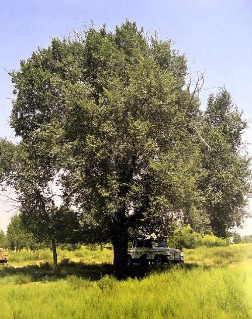 风水树都有啥树 风水有什么禁忌，风水树都有啥树（你认为有道理吗）