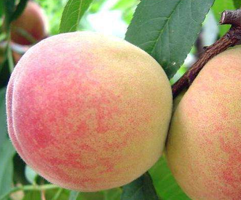 黄桃果酱怎么做，黄桃果酱做什么好吃（跟着大厨做“果酱”）