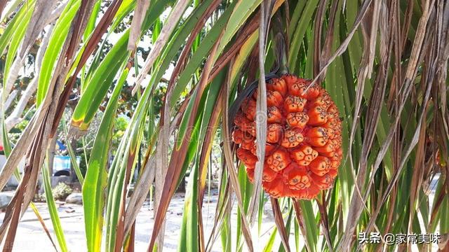 杨桃好吃吗，杨桃可以多吃吗（网友评选出5种又贵又难吃的水果）